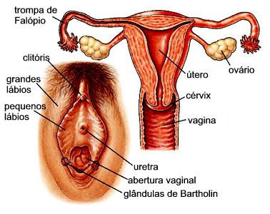 Imagen educativa del aparato reproductor femenino