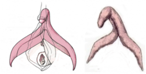 Clítoris, esquema del clitoris